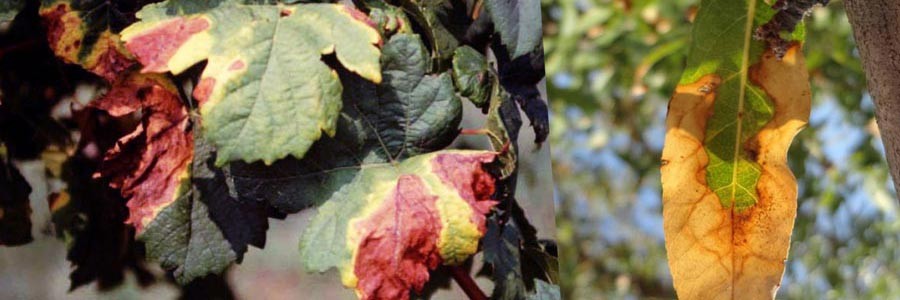 Xylella fastidiosa